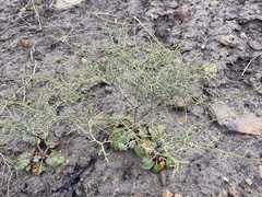 Eriogonum scabrellum