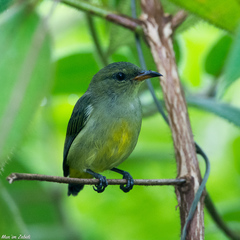 Dicaeum trigonostigma
