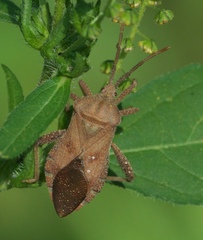 Piezogaster calcarator