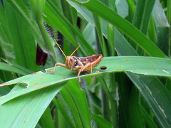 Kraussaria angulifera