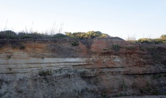 Limonium multiflorum