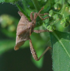 Piezogaster calcarator