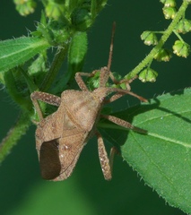 Piezogaster calcarator