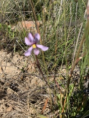Cyanella