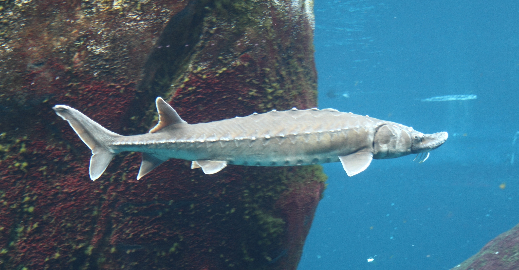 Sakhalin Sturgeon