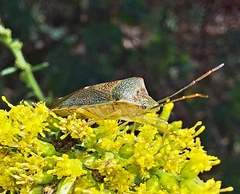 Acanthosoma denticaudum