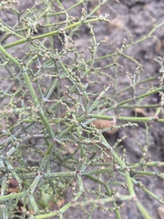 Eriogonum scabrellum