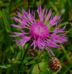 Centaurea jacea