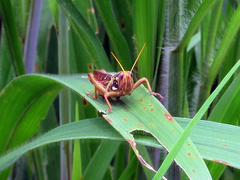 Kraussaria angulifera