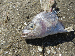 Cynoscion guatucupa