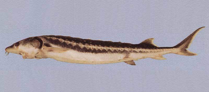 Persian sturgeon