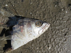 Cynoscion guatucupa