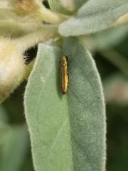 Agrilus lacustris