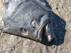 Paralichthys orbignyanus