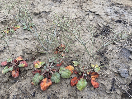 Westwater buckwheat (Eriogonum scabrellum)