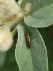 Agrilus lacustris