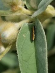 Agrilus lacustris