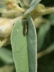 Agrilus lacustris