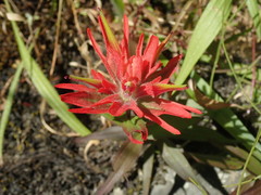 Castilleja miniata dixonii