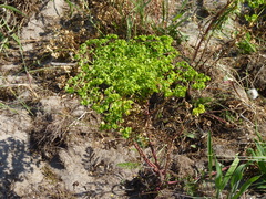 Euphorbia portlandica