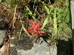 Castilleja miniata dixonii