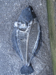 Paralichthys orbignyanus
