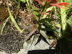 Castilleja miniata dixonii