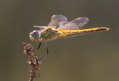 Sympetrum fonscolombii