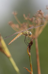 Sympetrum fonscolombii