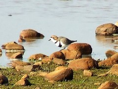 Charadrius falklandicus
