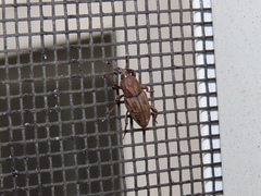 Sphenophorus rectus