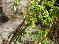 Euphorbia portlandica