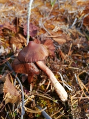 Cortinarius glandicolor
