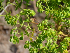 Euphorbia portlandica