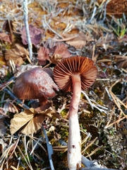 Cortinarius glandicolor