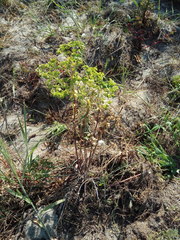 Euphorbia portlandica