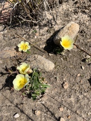 Moraea luteoalba