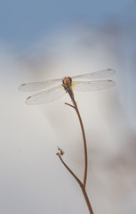 Sympetrum fonscolombii