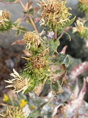 Grindelia squarrosa serrulata