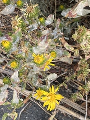 Grindelia squarrosa serrulata
