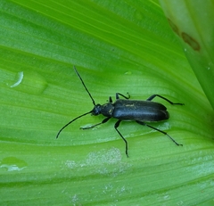 Grammoptera