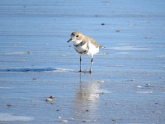 Charadrius falklandicus