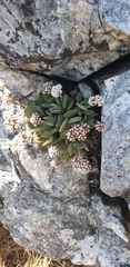 Crassula swaziensis