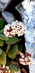 Crassula swaziensis