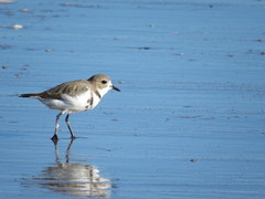Charadrius falklandicus