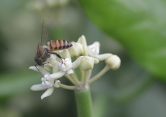 Apis cerana indica