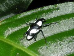 Peridinetus cretaceus
