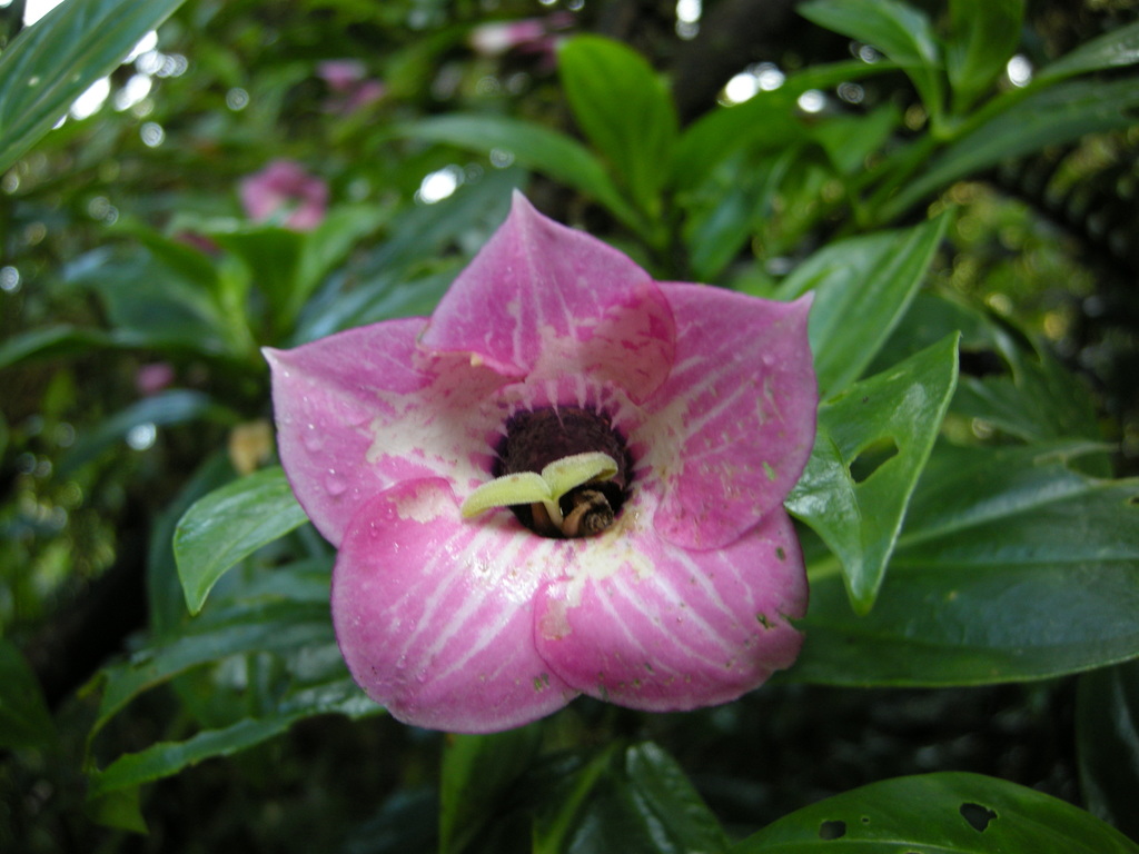 Helieae
