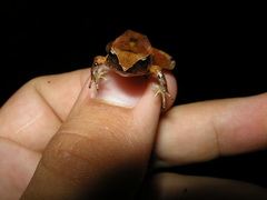 Craugastor podiciferus