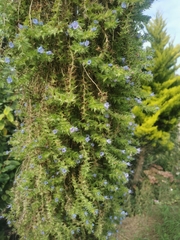 Echium pininana